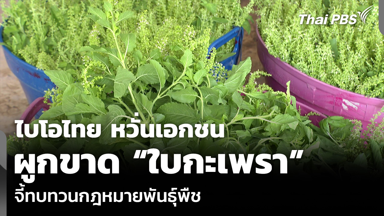 ไบโอไทย หวั่นเอกชนผูกขาด “ใบกะเพรา” จี้ทบทวนกฎหมายพันธุ์พืช