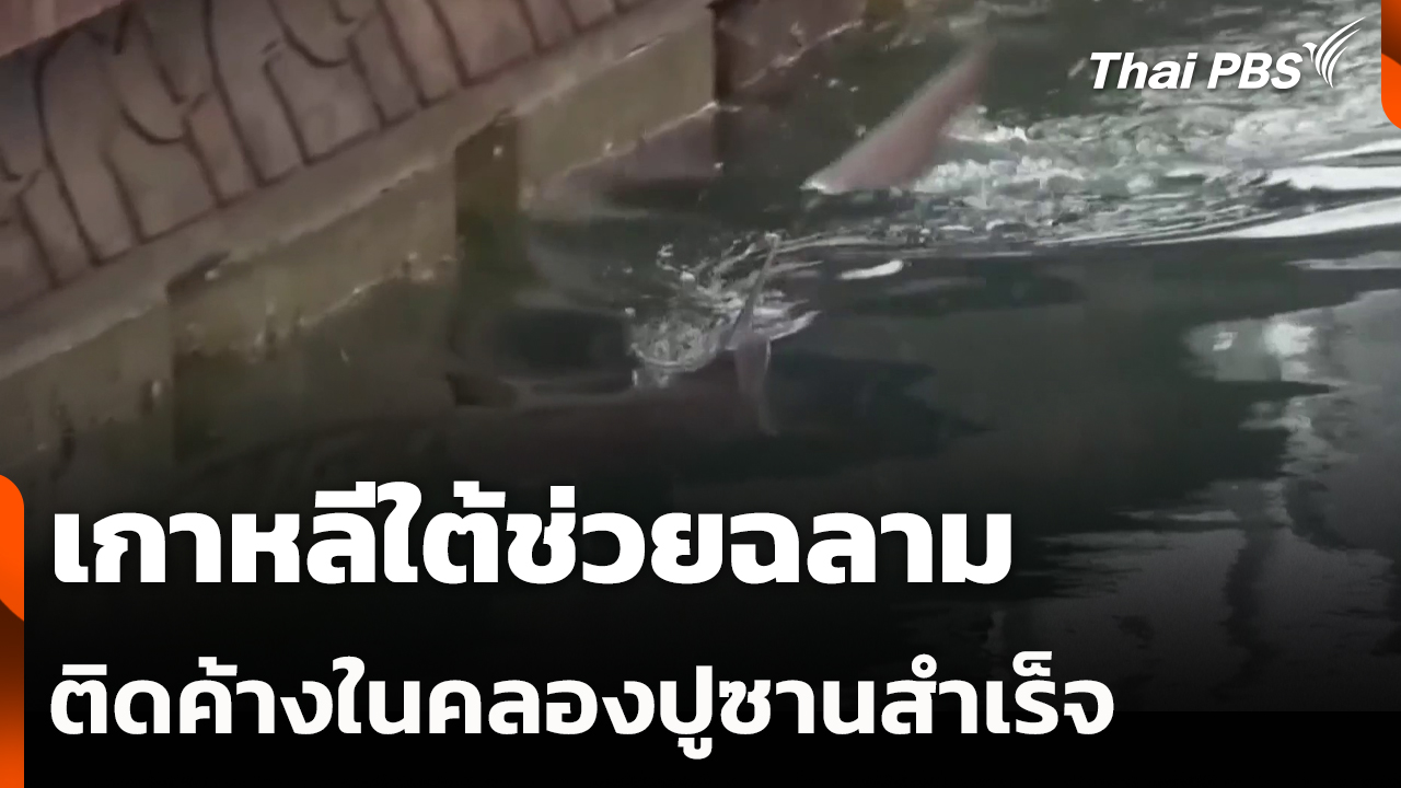 เกาหลีใต้ช่วยฉลามติดค้างในคลองปูซานสำเร็จ