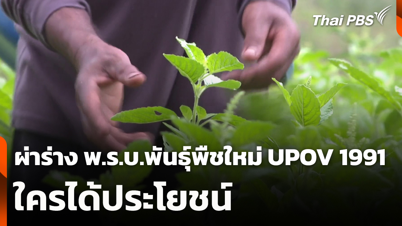 ผ่าร่าง พ.ร.บ.พันธุ์พืชใหม่ UPOV 1991 ใครได้ประโยชน์