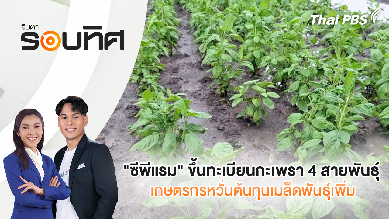 "ซีพีแรม" ขึ้นทะเบียนกะเพรา 4 สายพันธุ์ เกษตรกรหวั่นต้นทุนเมล็ดพันธุ์เพิ่ม
