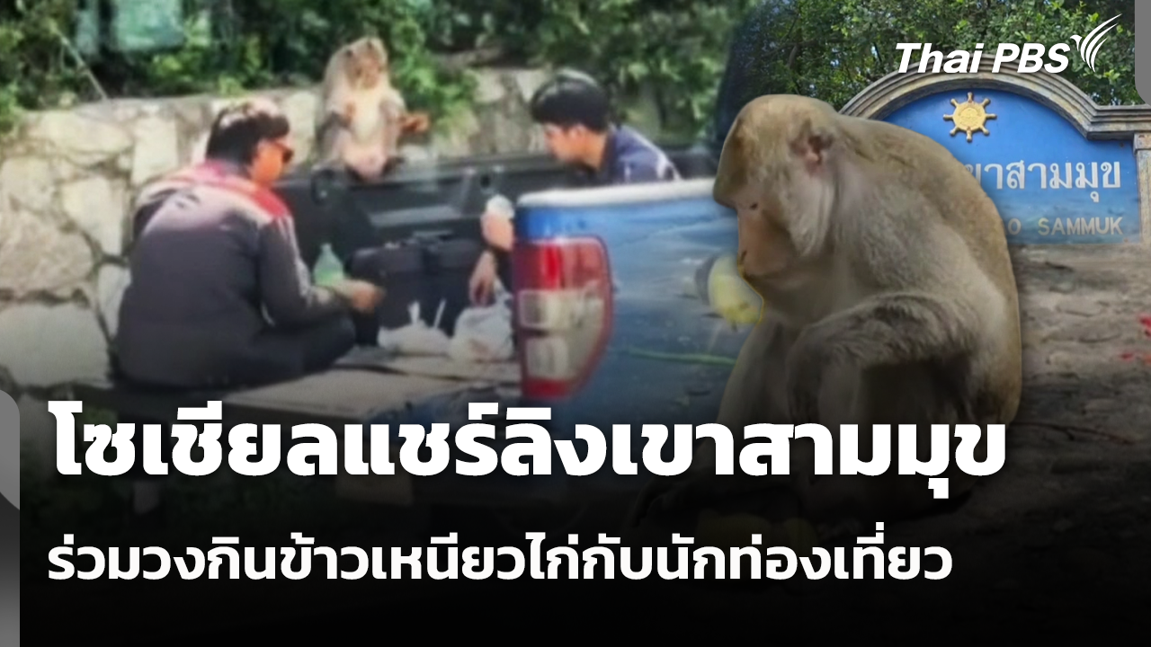 โซเชียลแชร์ลิงเขาสามมุขนั่งร่วมวงกินข้าวเหนียวไก่กับนักท่องเที่ยว