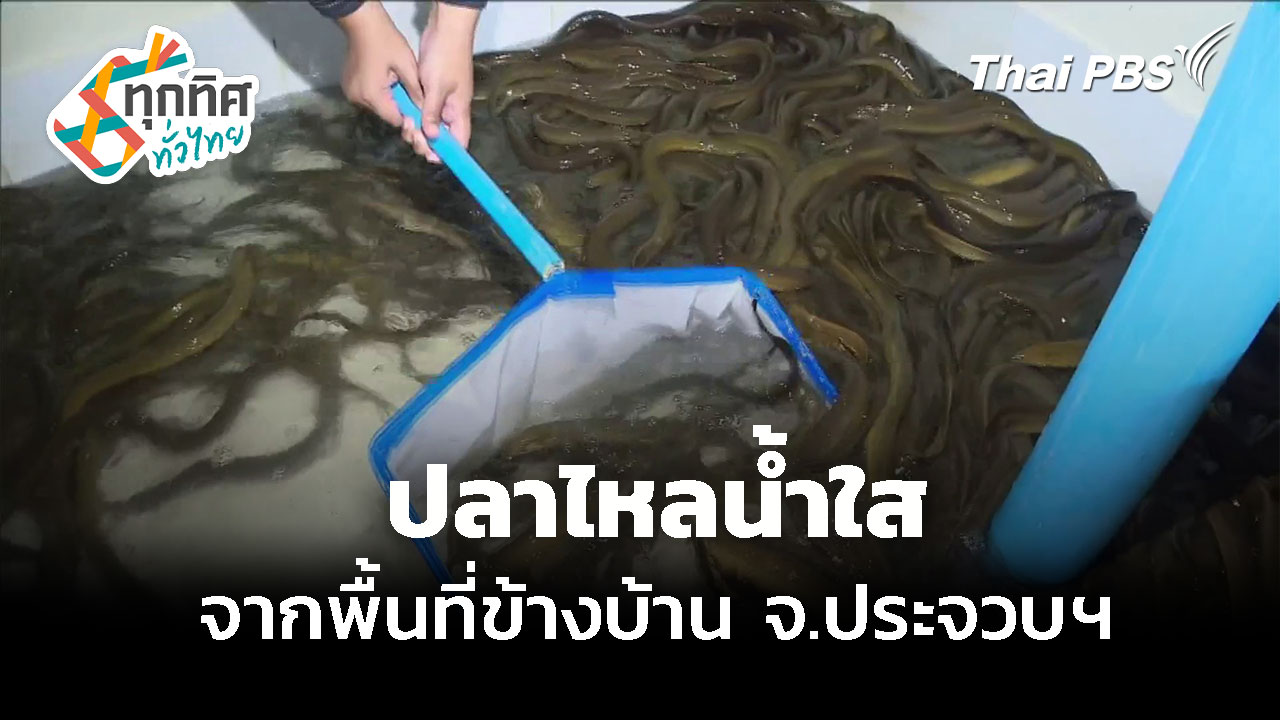 ปรับพื้นที่ข้างบ้าน เลี้ยงปลาไหลน้ำใส จ.ประจวบคีรีขันธ์