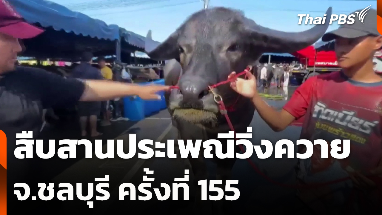 สืบสานประเพณีวิ่งควายชลบุรี ครั้งที่ 155