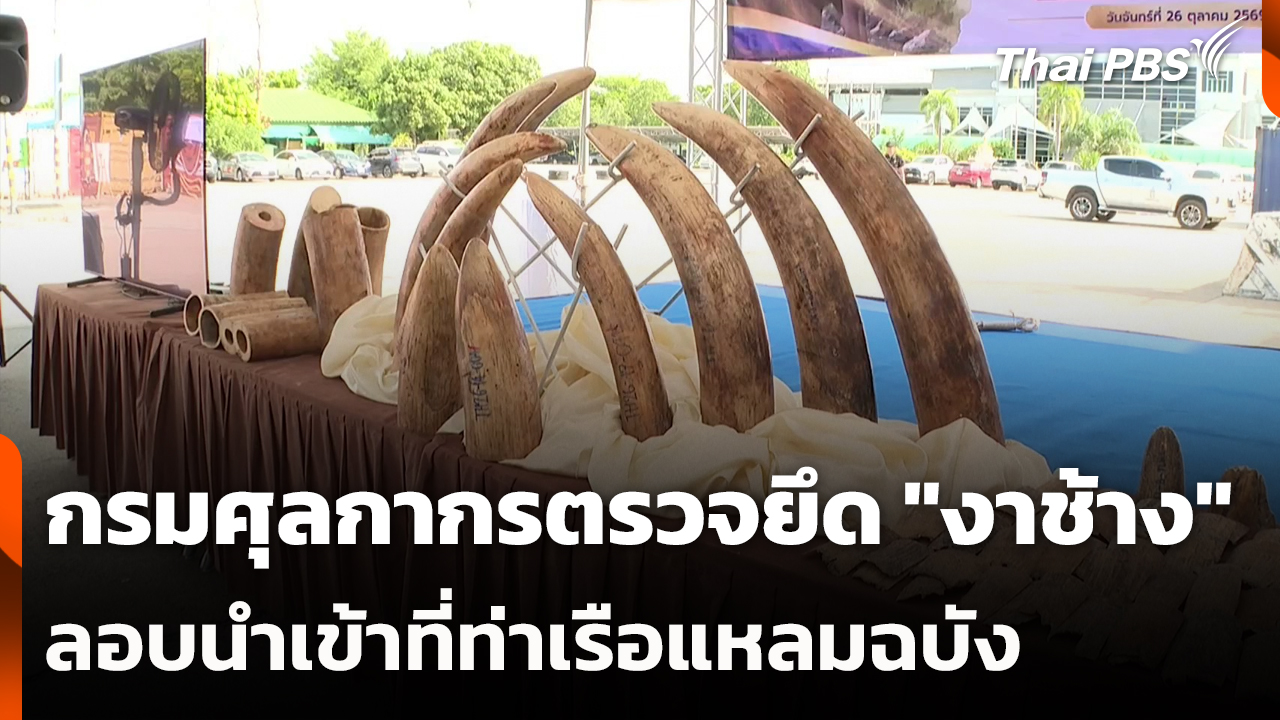 กรมศุลกากรตรวจยึด "งาช้าง" ลอบนำเข้าที่ท่าเรือแหลมฉบัง
