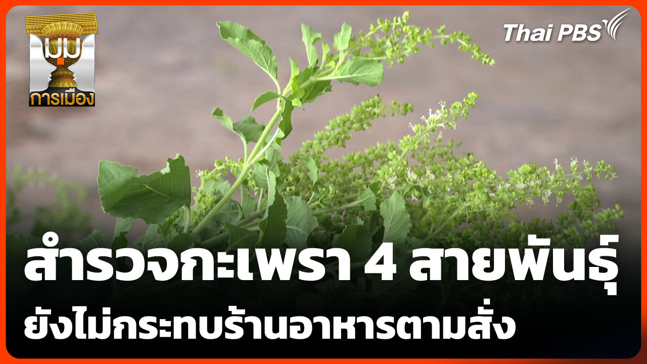 สำรวจกะเพรา 4 สายพันธุ์ ยังไม่กระทบร้านอาหารตามสั่ง