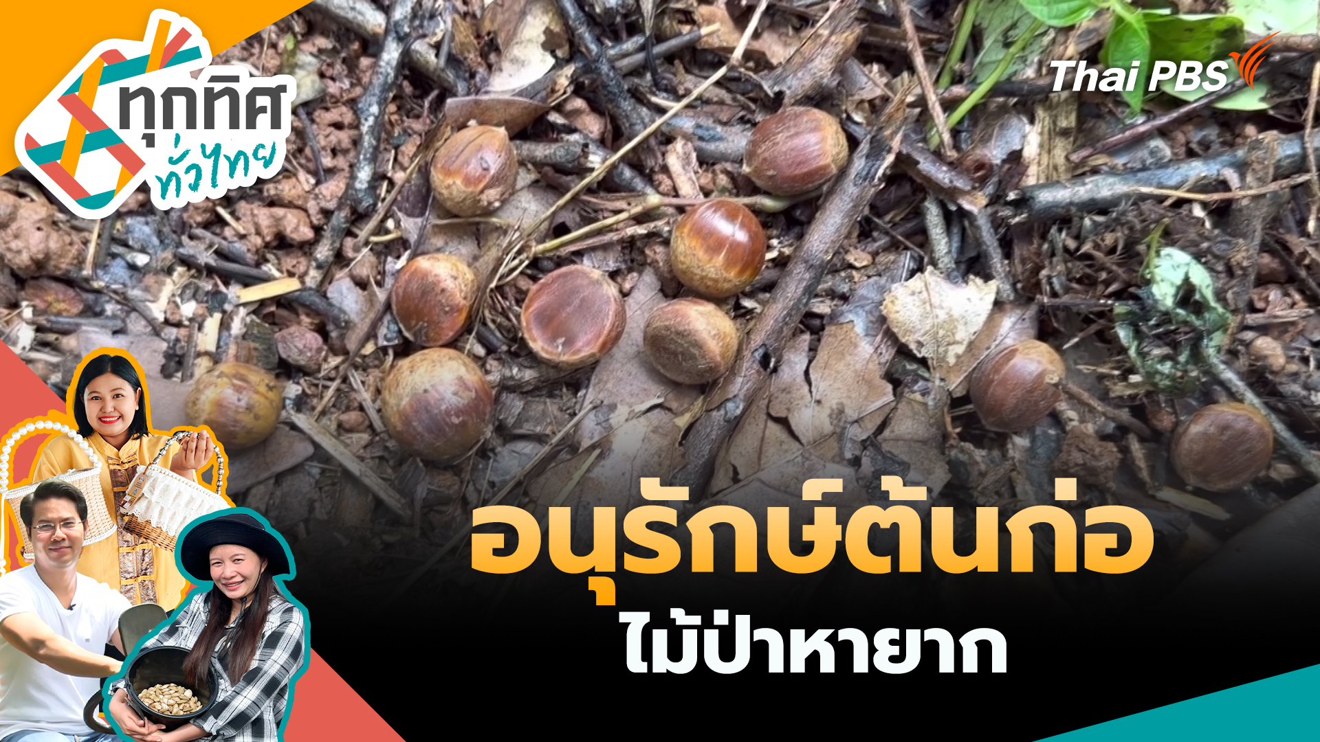 อนุรักษ์ต้นก่อไม้ป่าหายาก